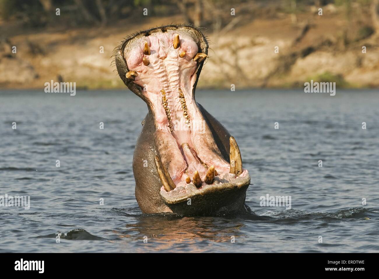 hippopotame Banque D'Images