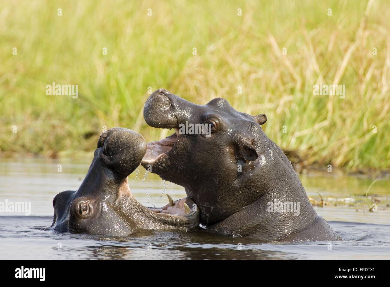 hippopotame Banque D'Images