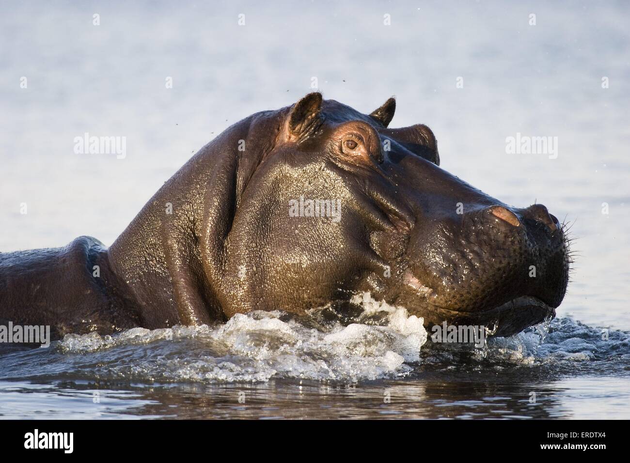 hippopotame Banque D'Images