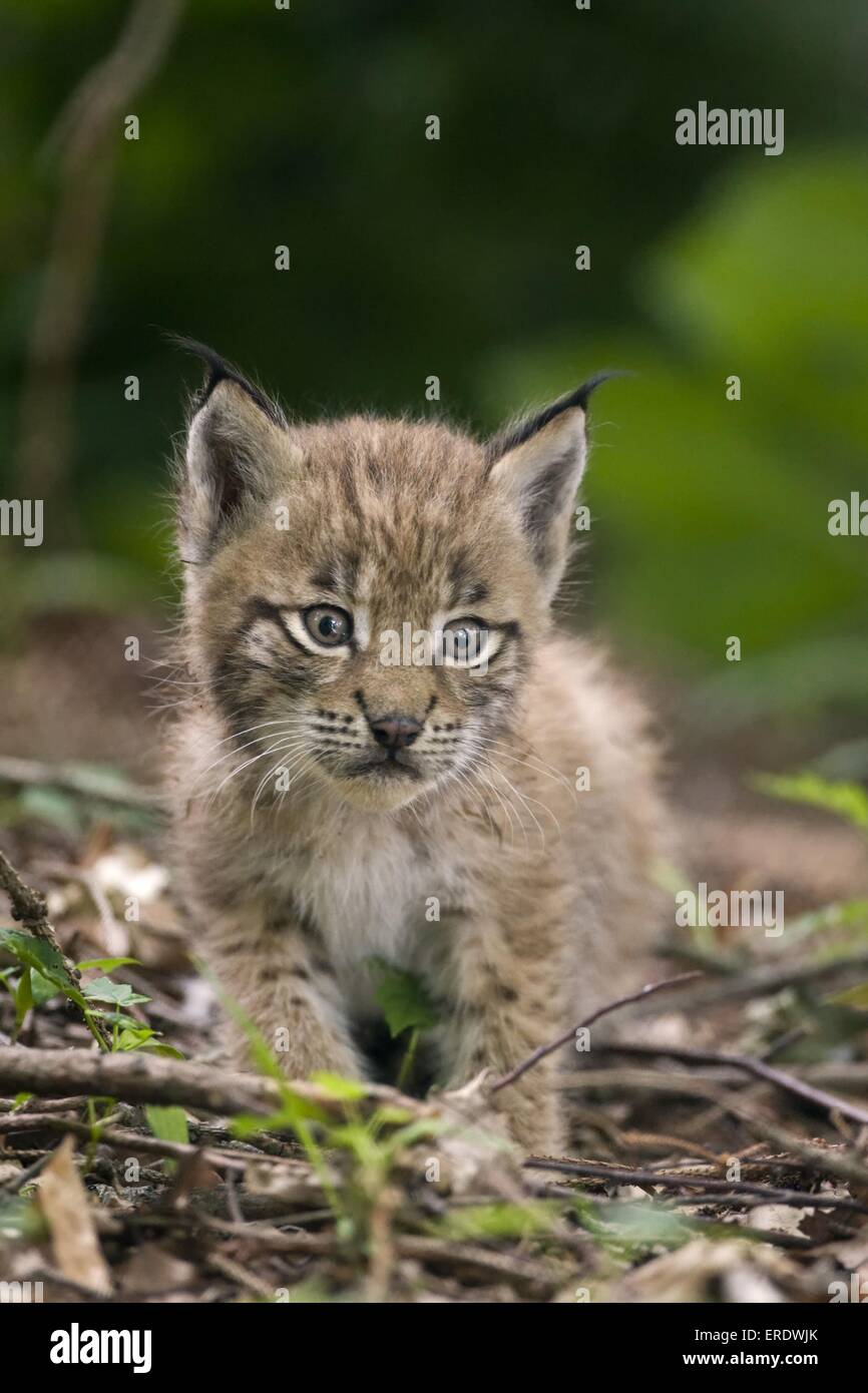 Bebe Lynx Europeen Photo Stock Alamy