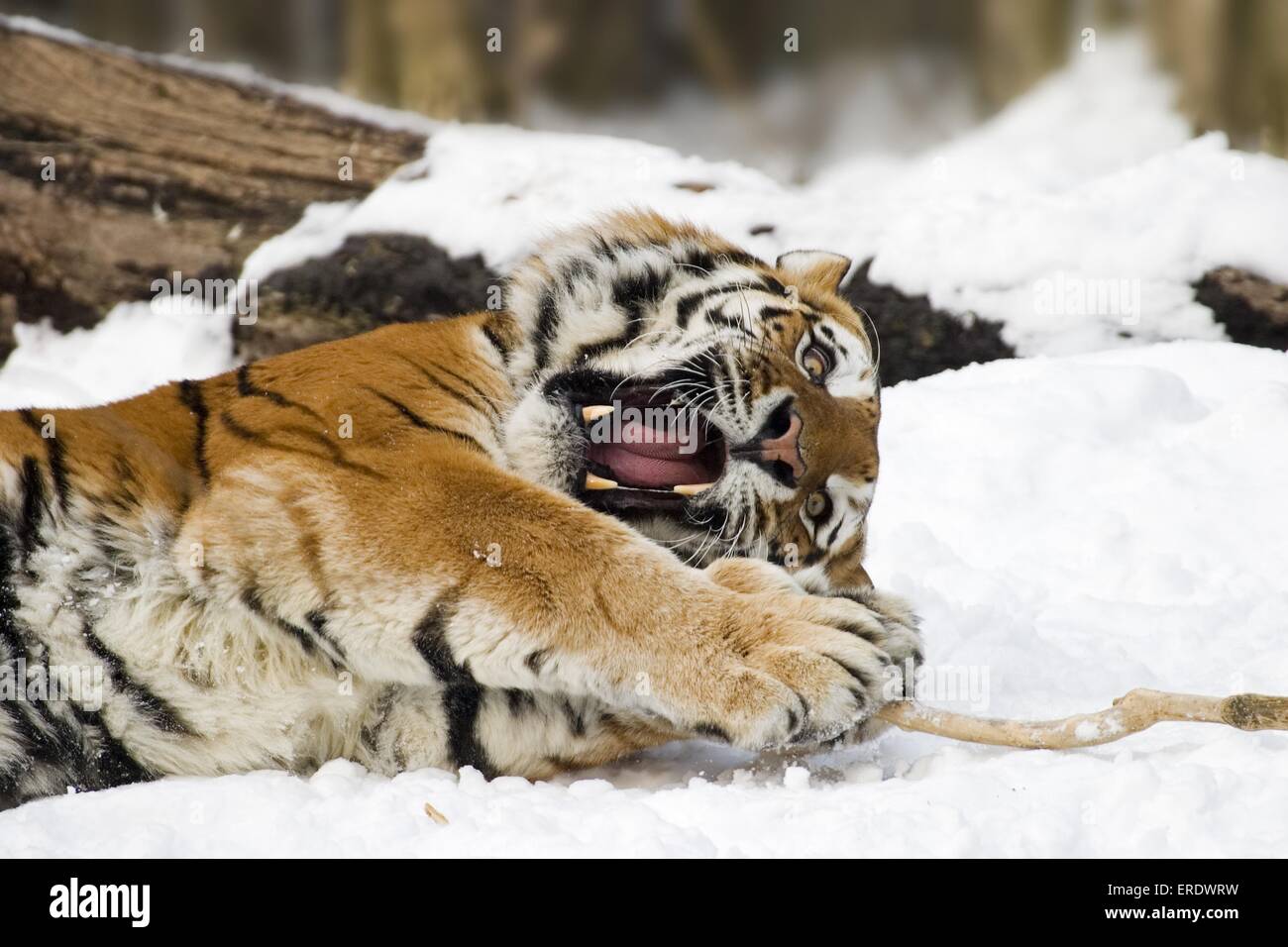 Lecture d'Amur tiger Banque D'Images