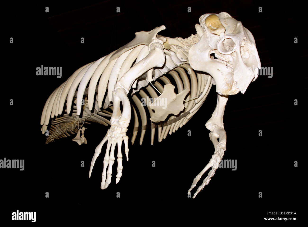 Squelette de Lamantin Antillais ou sea cow (Trichechus manatus). Banque D'Images