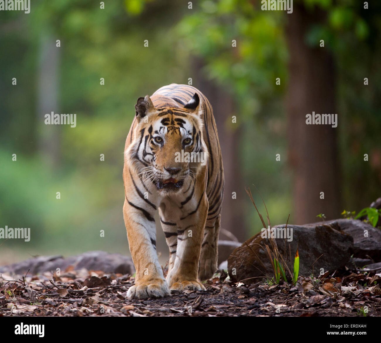 Tigre Du Bengale Nom Est Munna Avec La Lettre Chat Sur Son Front Photo Stock Alamy