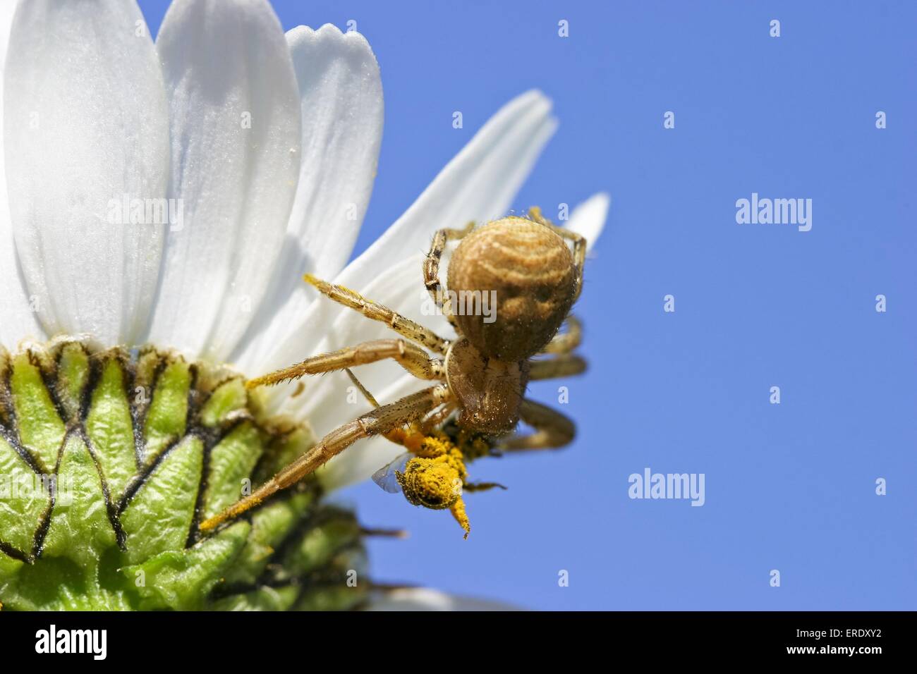 Araignée crabe brun Banque D'Images