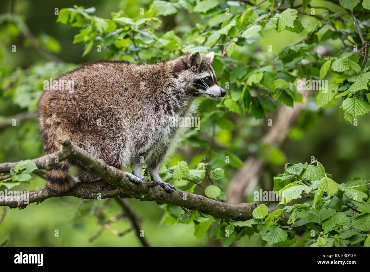 Le raton laveur (Procyon lotor) assis dans un arbre, captive, Saarland, Allemagne Banque D'Images