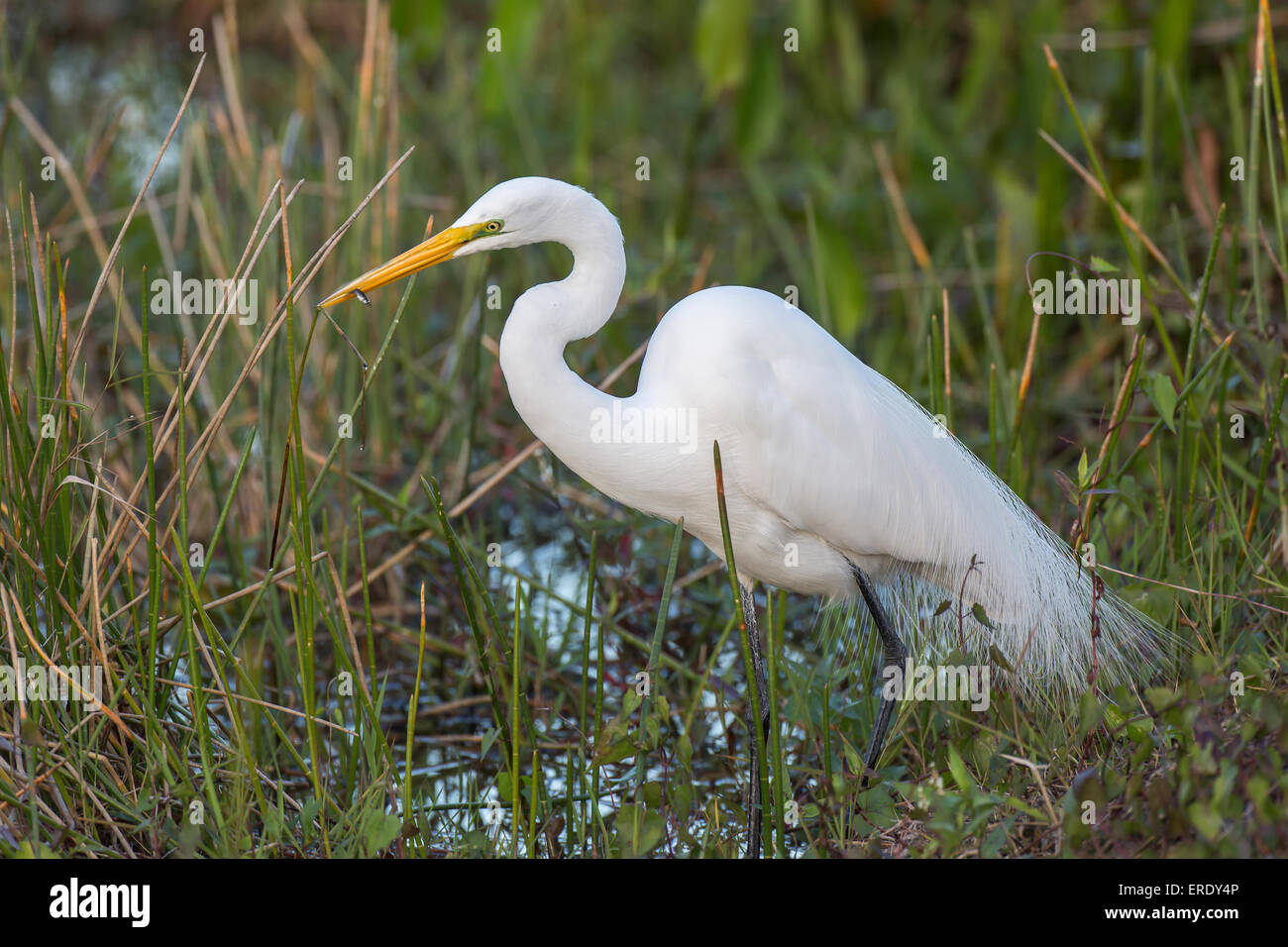 Grande Aigrette (Casmerodius albus, Egretta alba) pataugeant dans l'eau, le Parc National des Everglades, Anhinga Trail, Florida, USA Banque D'Images