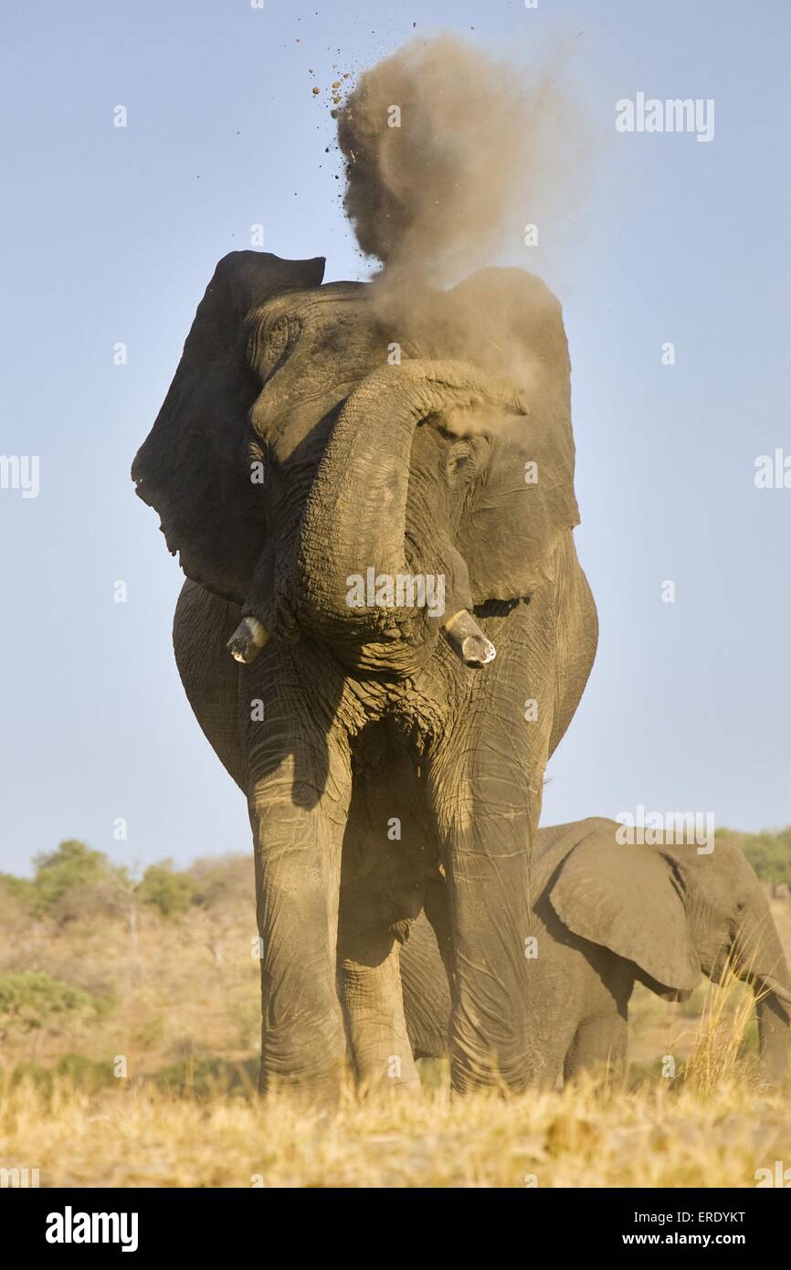 À l'éléphant d'soins du corps Banque D'Images