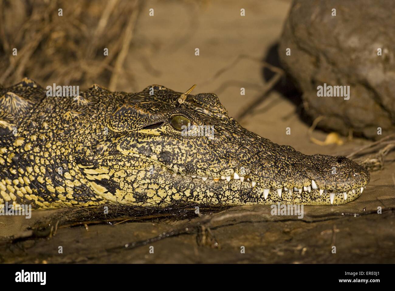 Le crocodile du Nil et dragonfly Banque D'Images