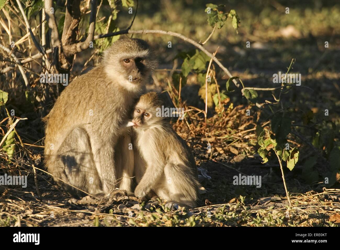 singes verts Banque D'Images