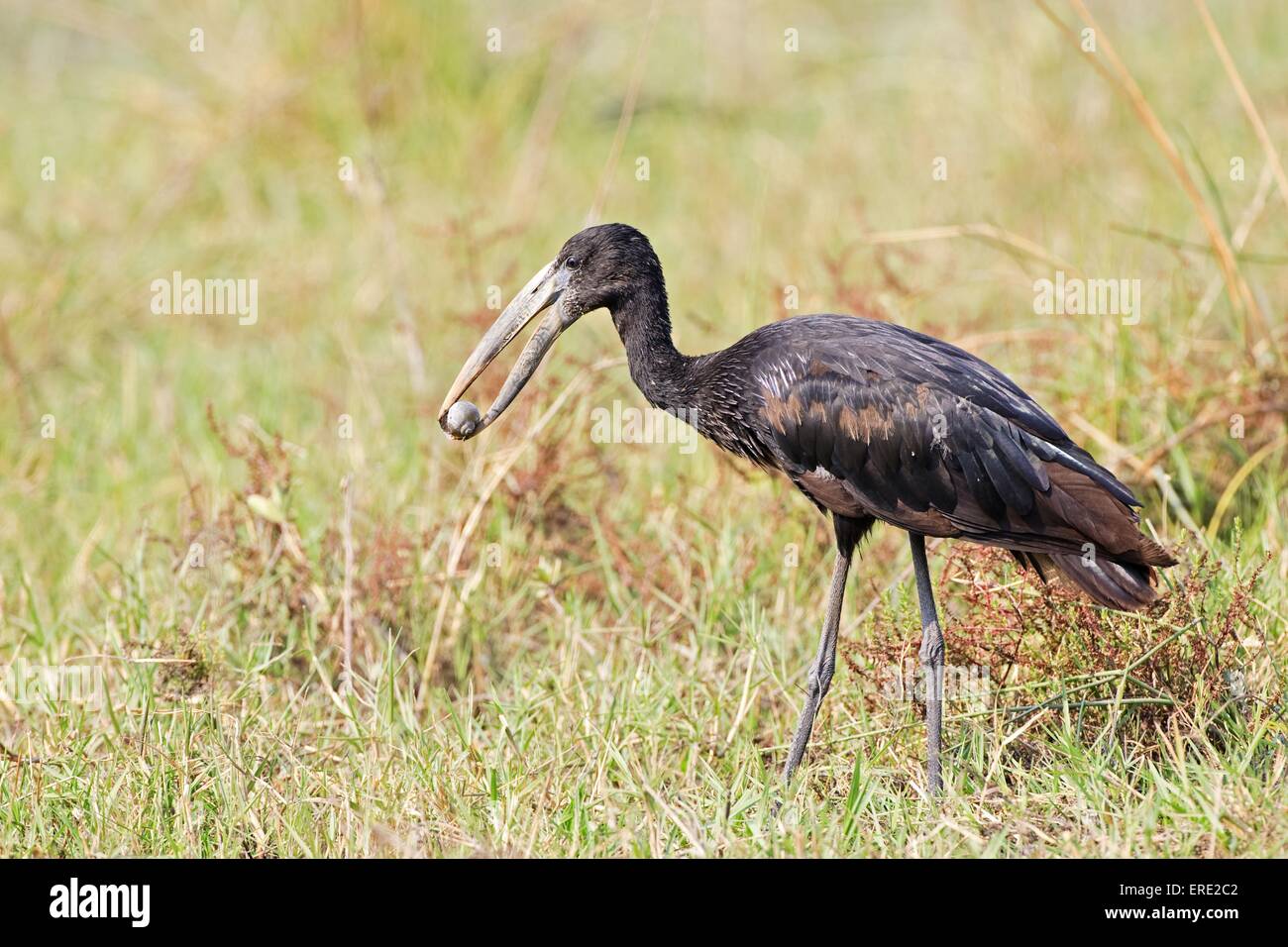 African openbill stork Banque D'Images