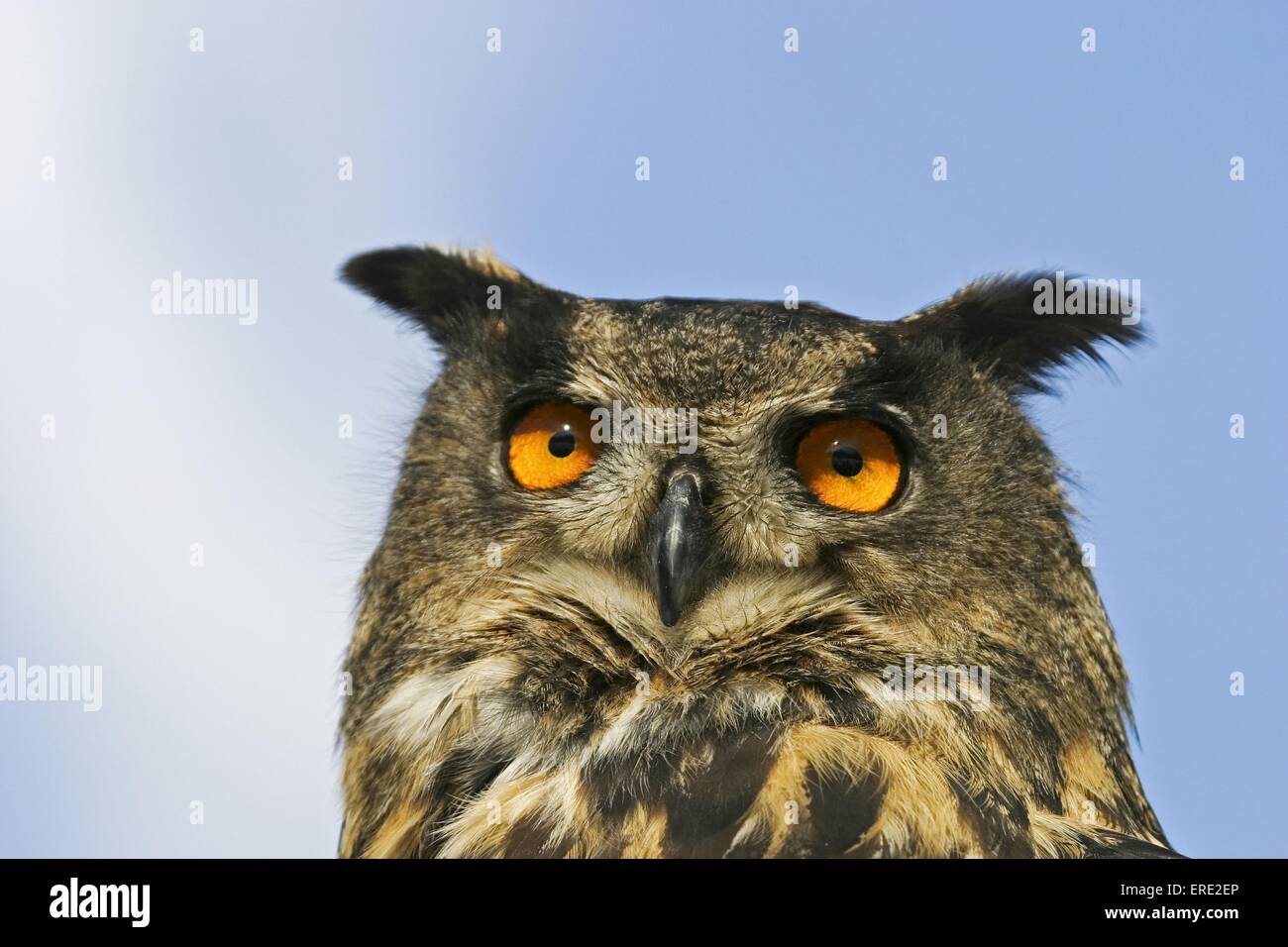 Eagle owl portrait Banque D'Images