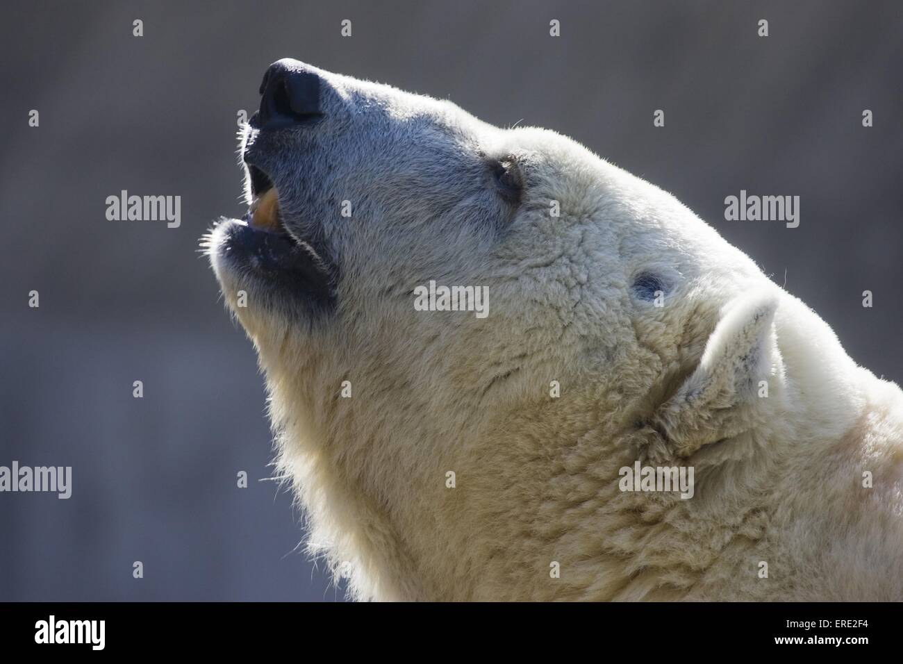 Portrait de l'ours polaire Banque D'Images