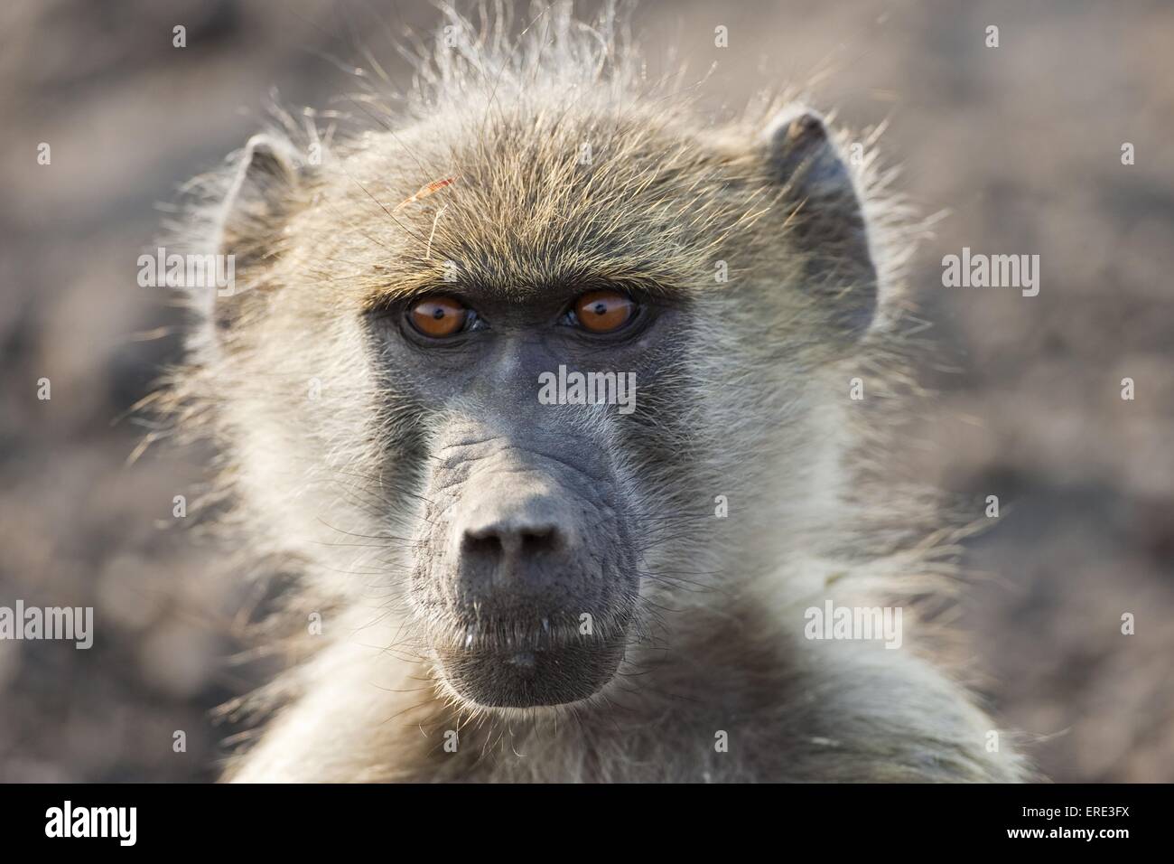 Babouin jaune Banque D'Images