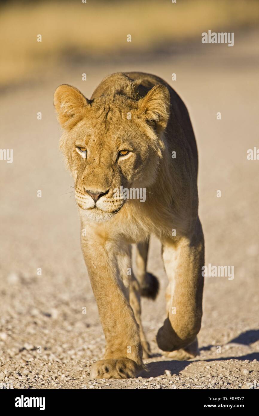 jeune lion Banque D'Images