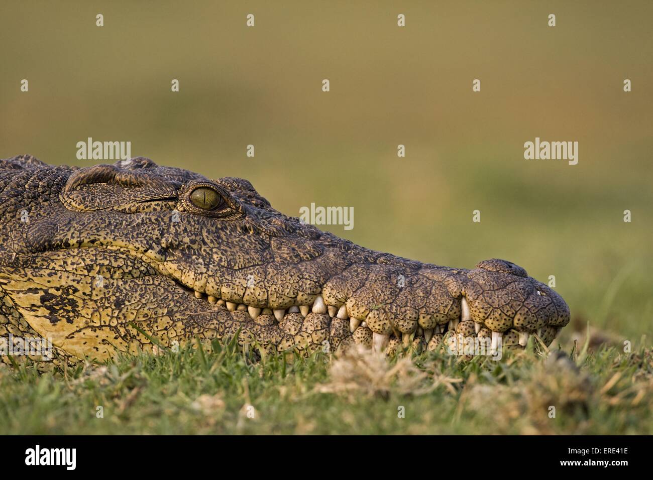 crocodile du Nil Banque D'Images