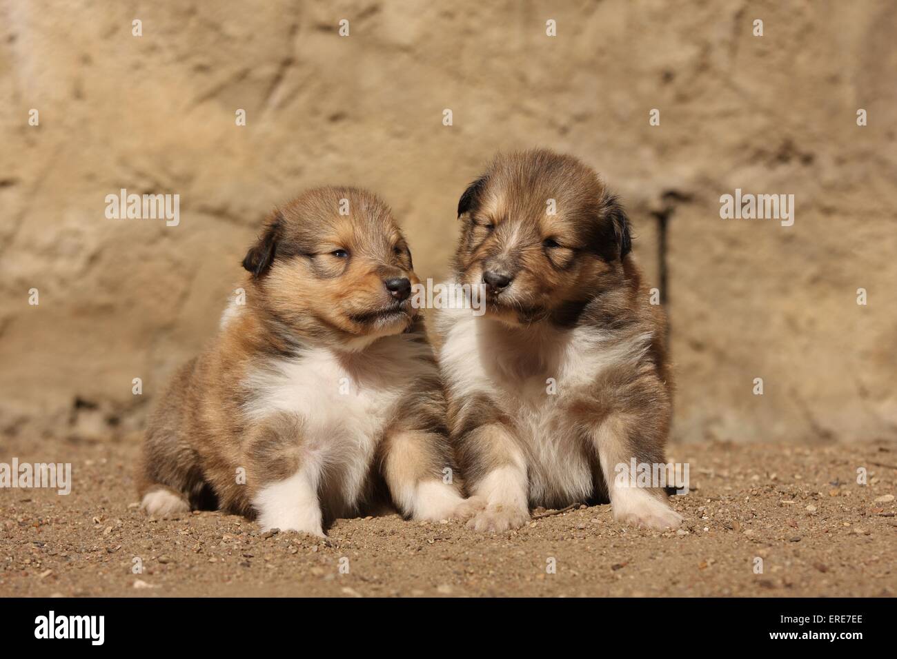 Colley chiots Banque D'Images