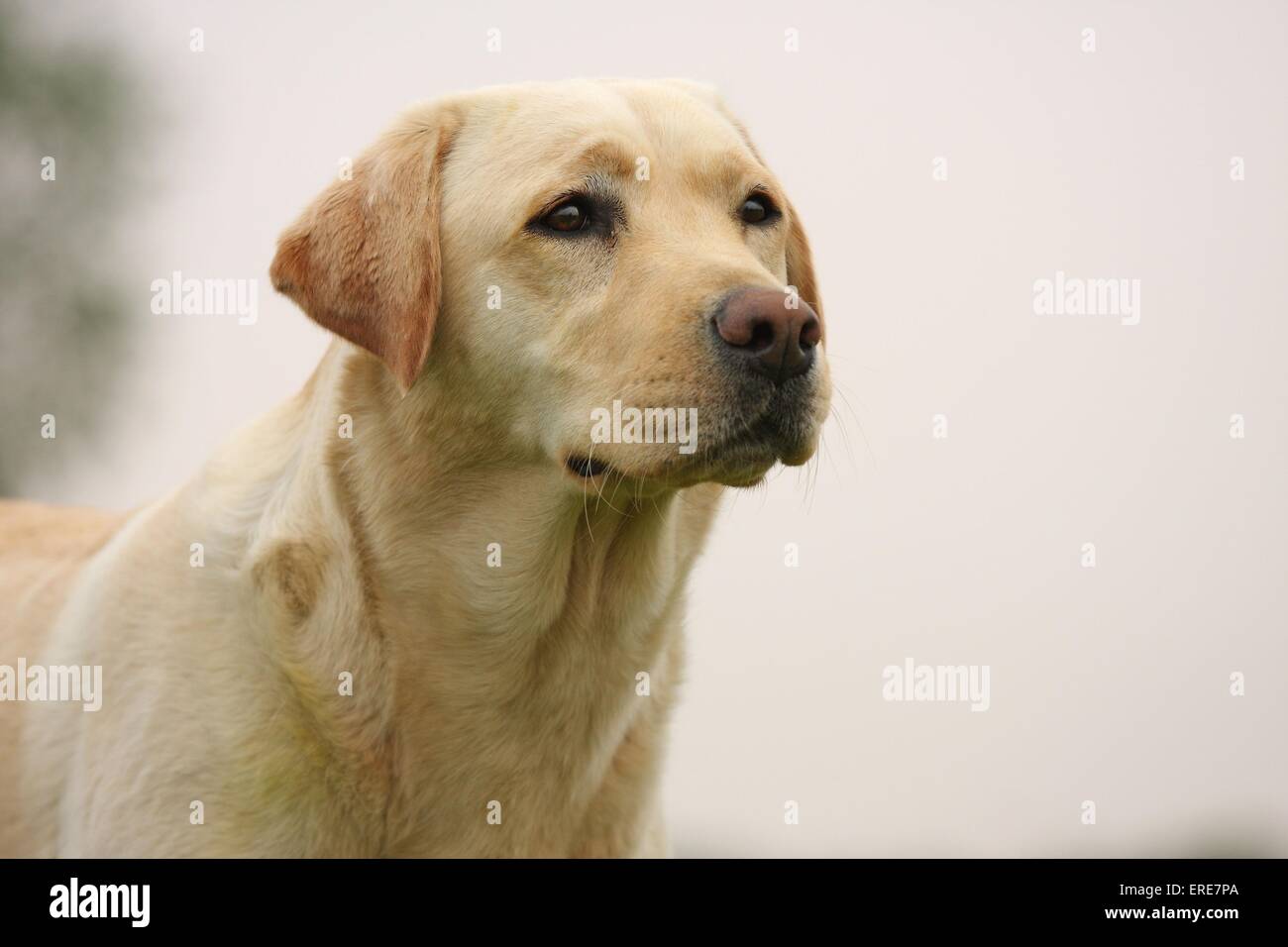 Labrador Retriever blond Banque D'Images