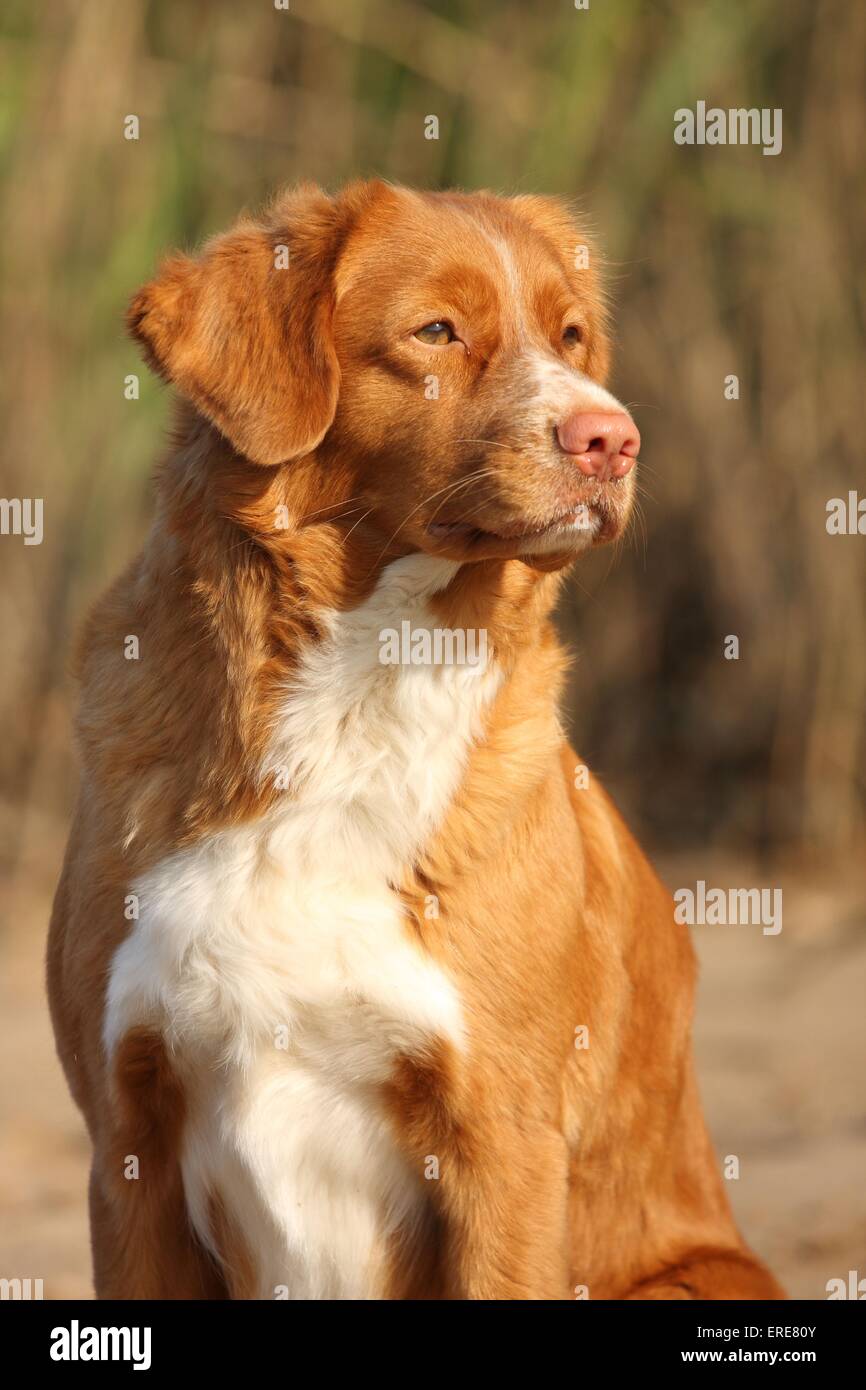 Nova Scotia Duck Tolling Retriever Banque D'Images