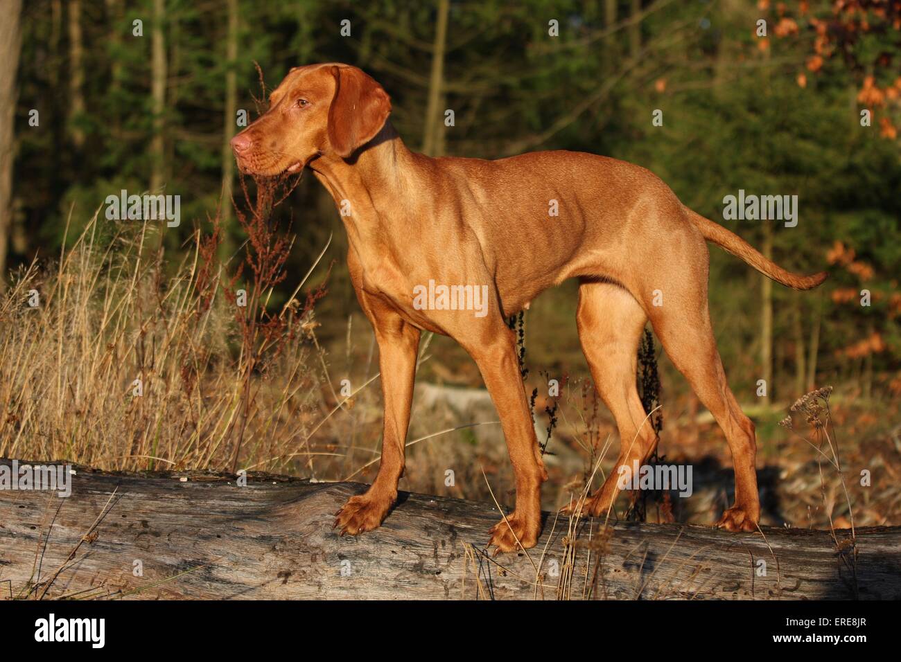 Les Magyar Vizsla devint Banque D'Images