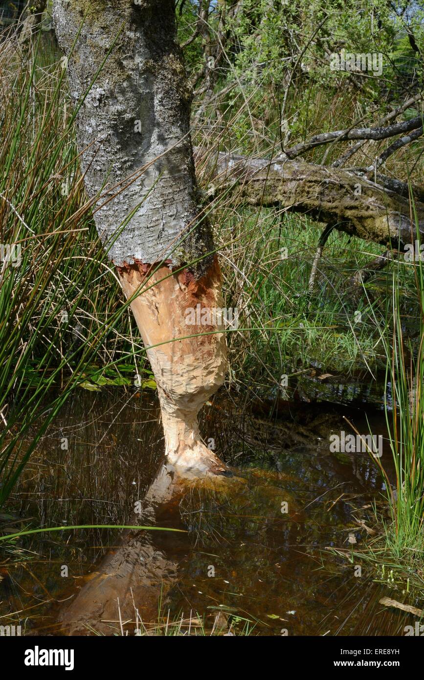 Arbre bouleau pubescent (Betula pubescens) fortement rongé par le castor d'Eurasie (Castor fiber) et près d'être abattus dans un étang créer Banque D'Images