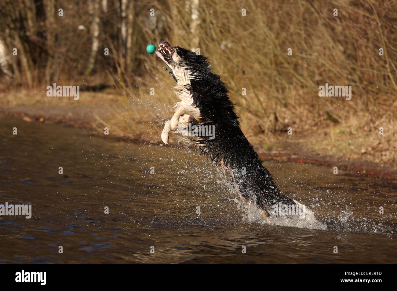 Jouer Border Collie Banque D'Images