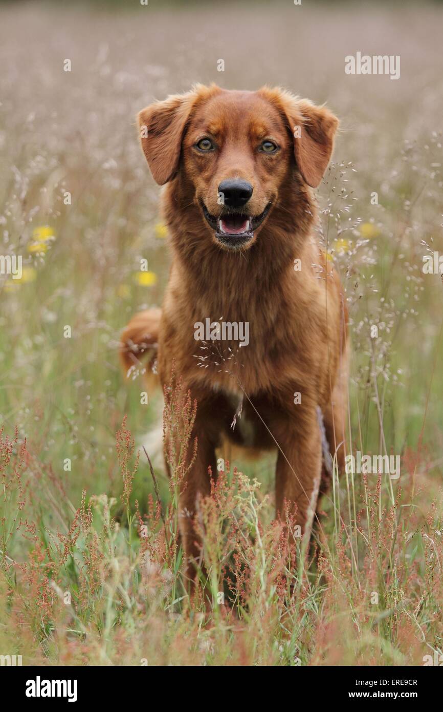 Nova Scotia Duck Tolling Retriever Banque D'Images