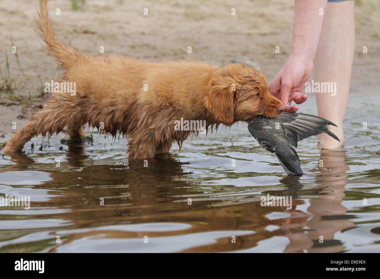 Nova Scotia Duck Tolling Retriever Puppy Banque D'Images