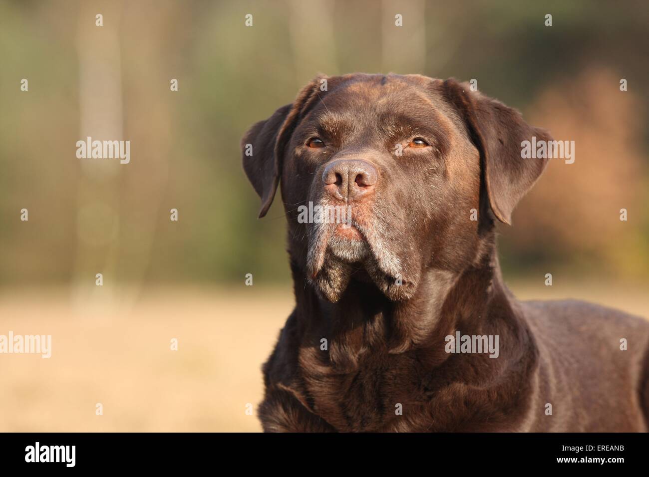 Labrador Retriever Portrait Banque D'Images