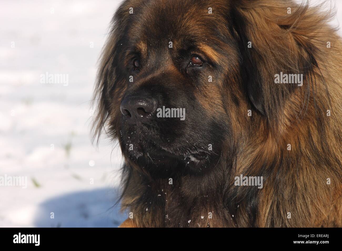 Portrait de Leonberg Banque D'Images