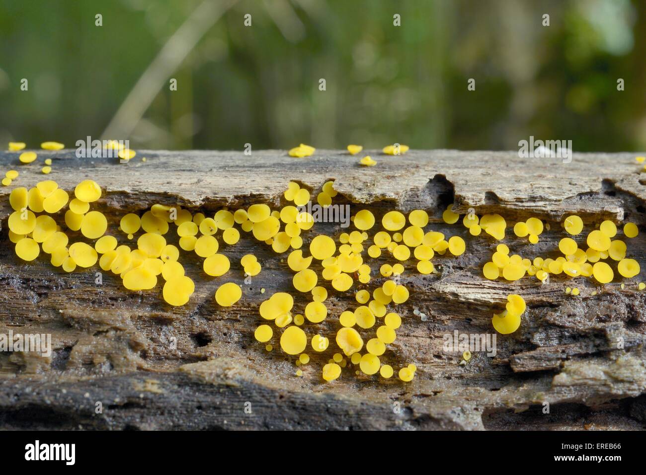 Fée jaune citron champignon tasses / disco (Bisporella citrina) qui sortent d'un journal qui pourrissent dans les bois, Gloucestershire, Royaume-Uni Banque D'Images