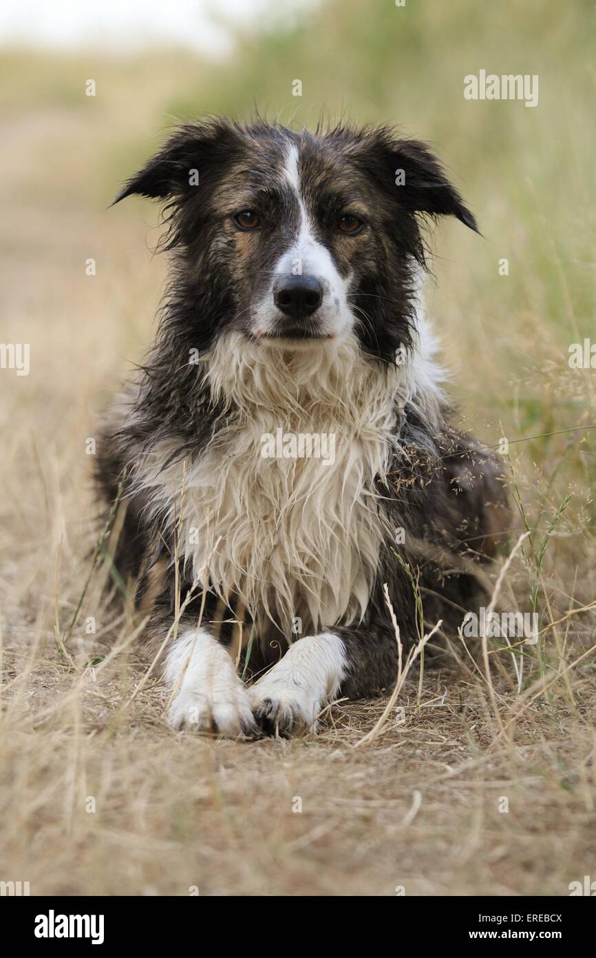 Border Collie Banque D'Images