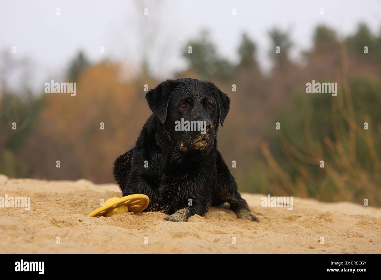 Labrador Retriever Banque D'Images