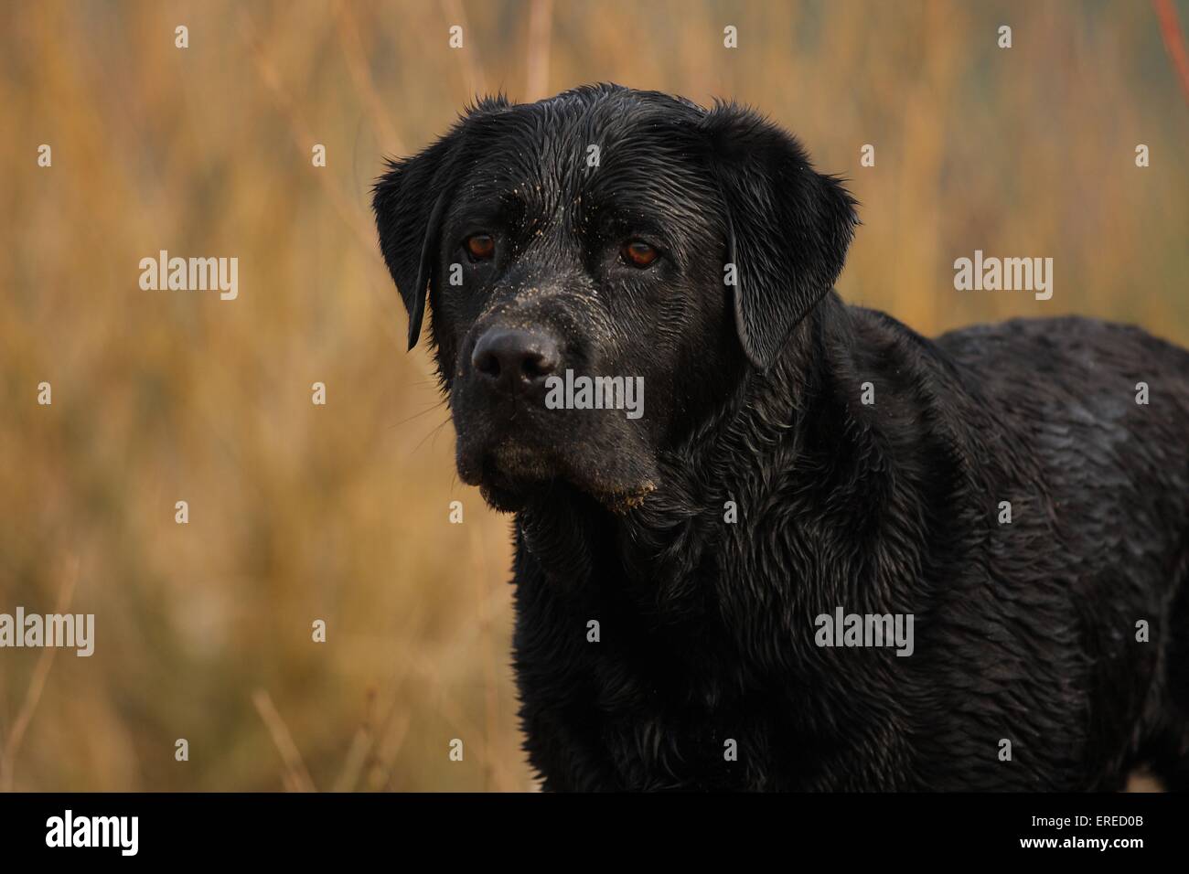 Labrador Retriever Portrait Banque D'Images