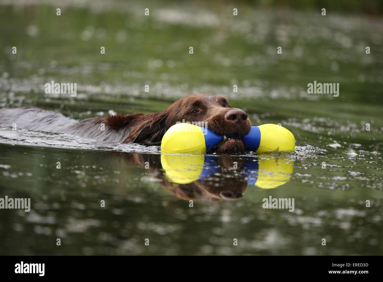 Récupération de petit chien epagneul Banque D'Images