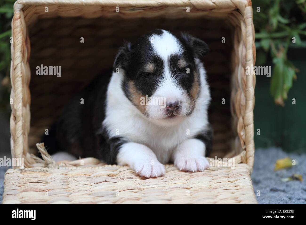 Chiot berger Shetland Banque D'Images