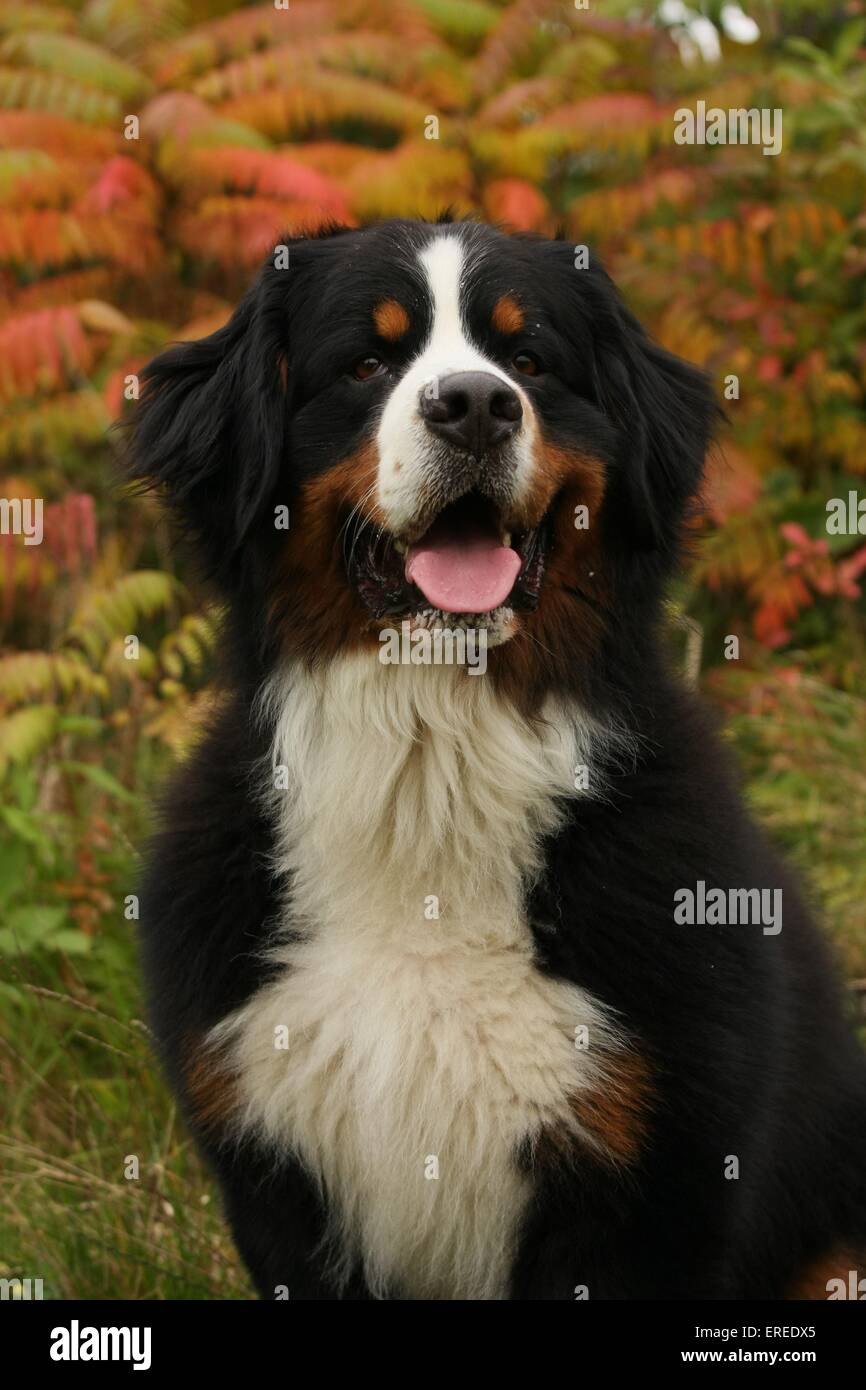 Bernese Mountain Dog Portrait Banque D'Images