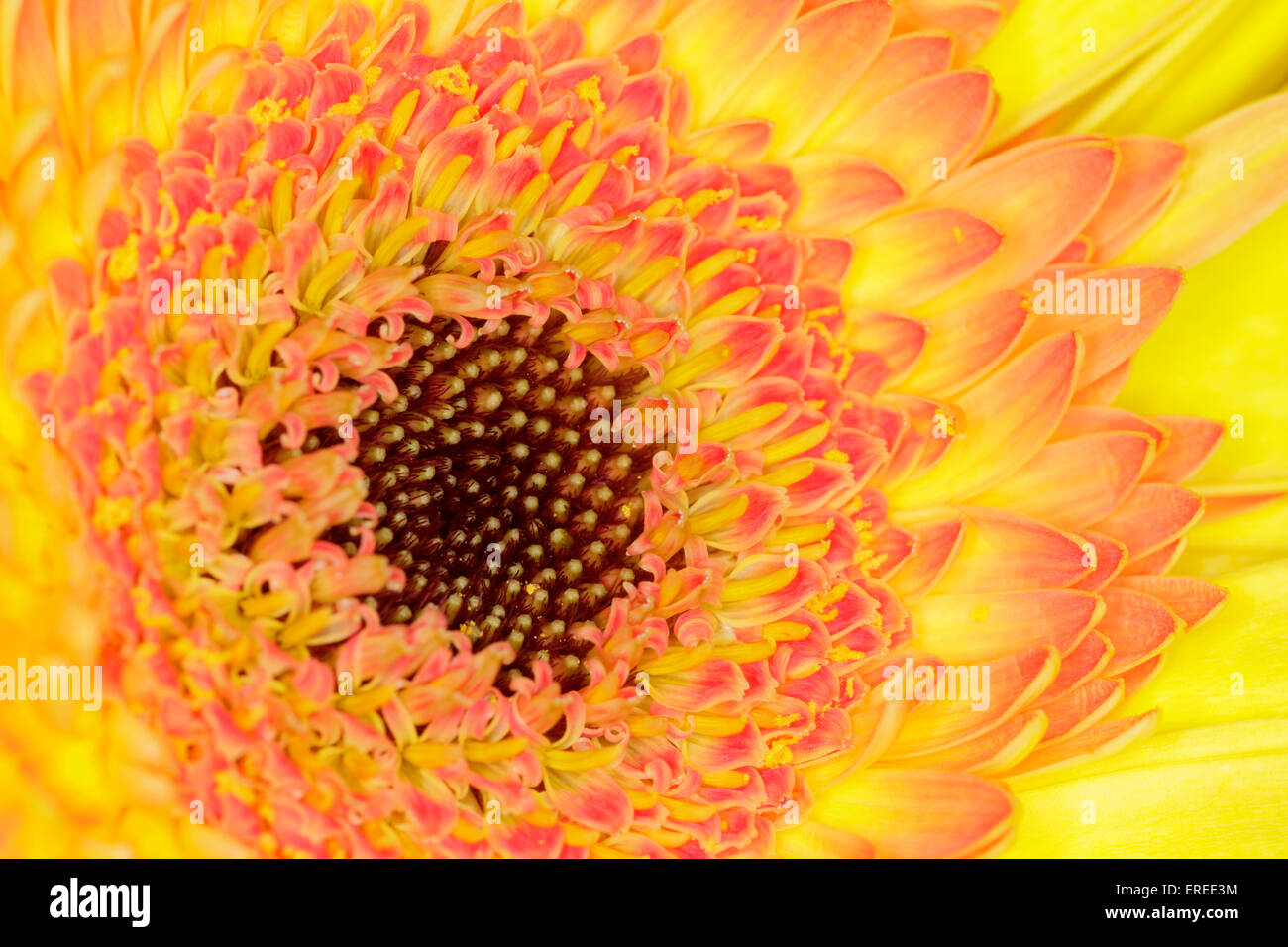 Un beau plan macro sur un gerbera orange Banque D'Images