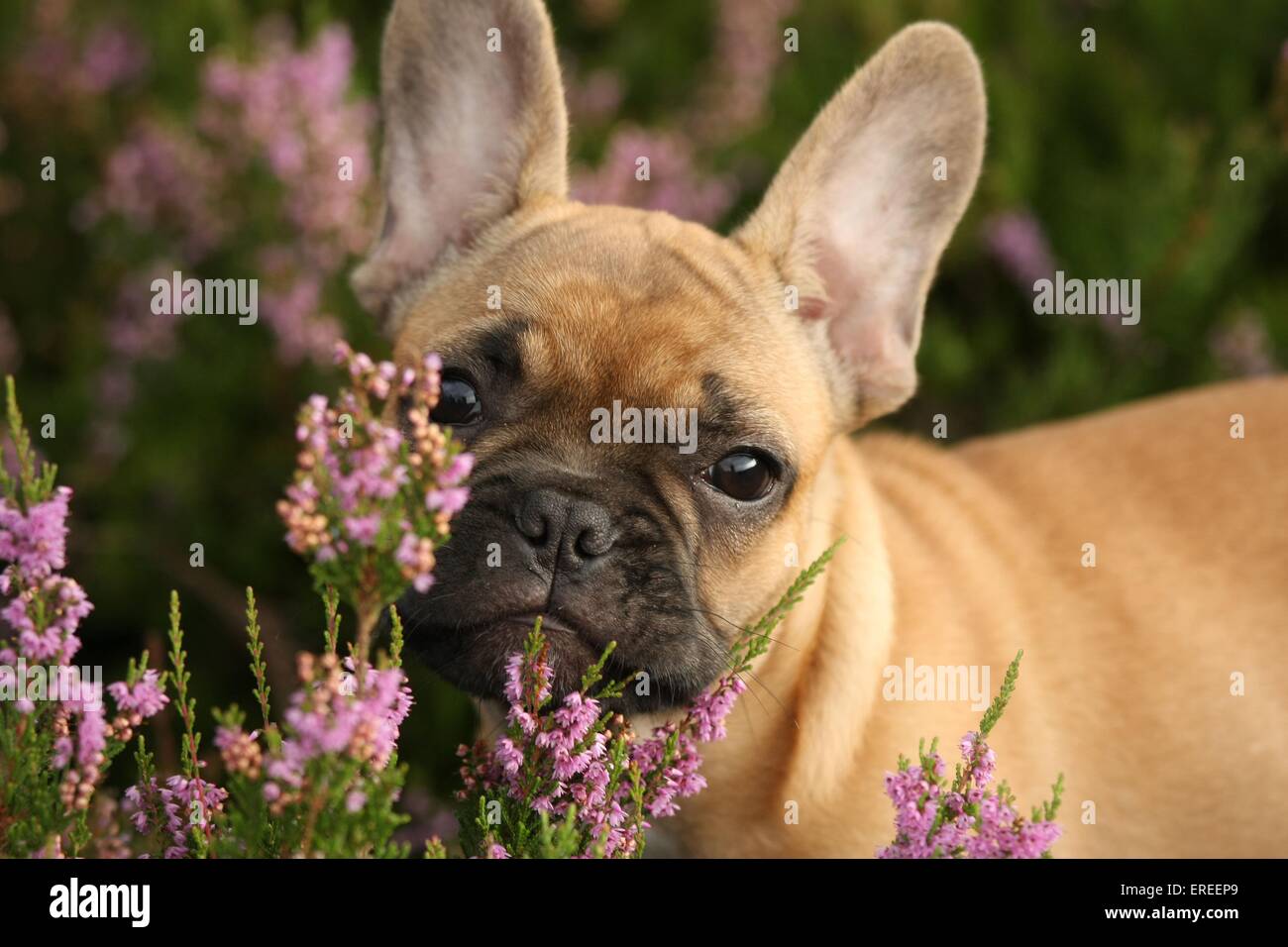 Bouledogue Français Portrait Banque D'Images