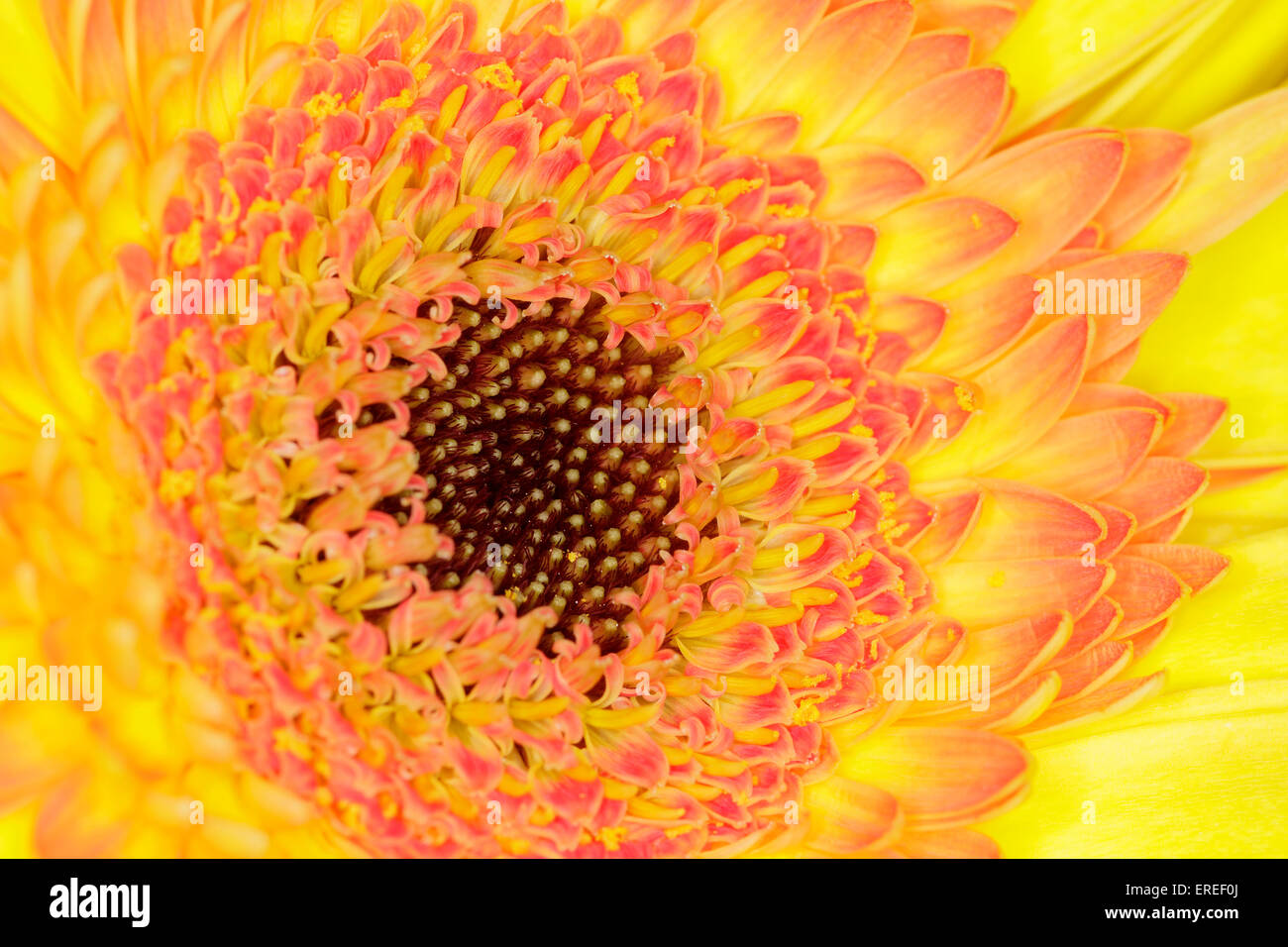 Un beau plan macro sur un gerbera orange Banque D'Images