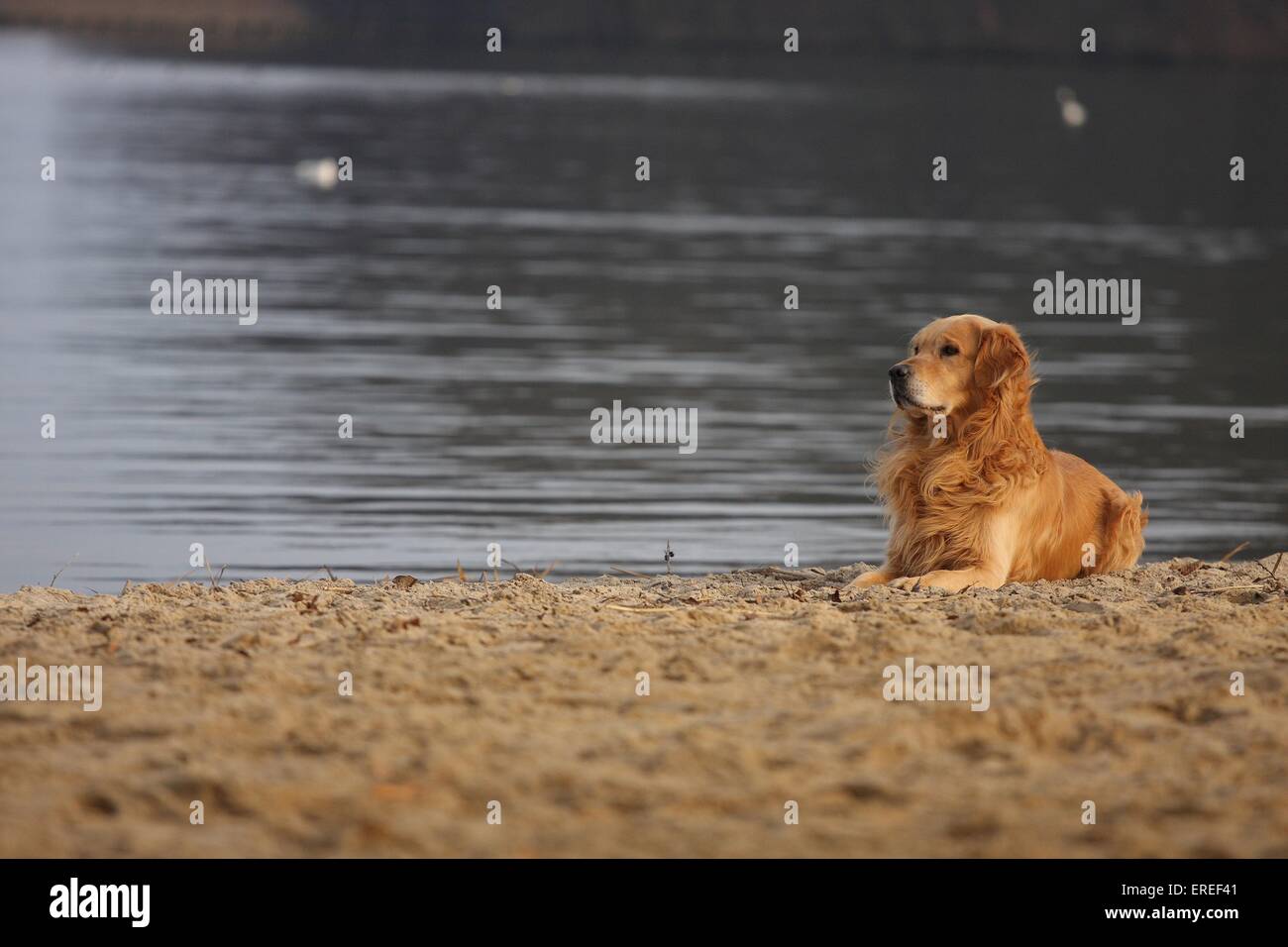 Golden Retriever couché Banque D'Images