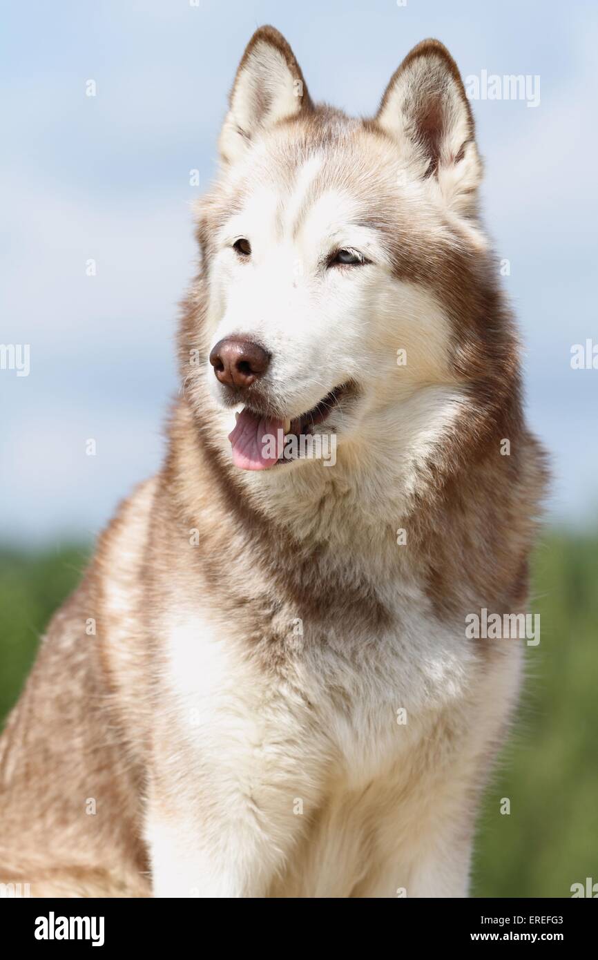 Husky de Sibérie Portrait Banque D'Images