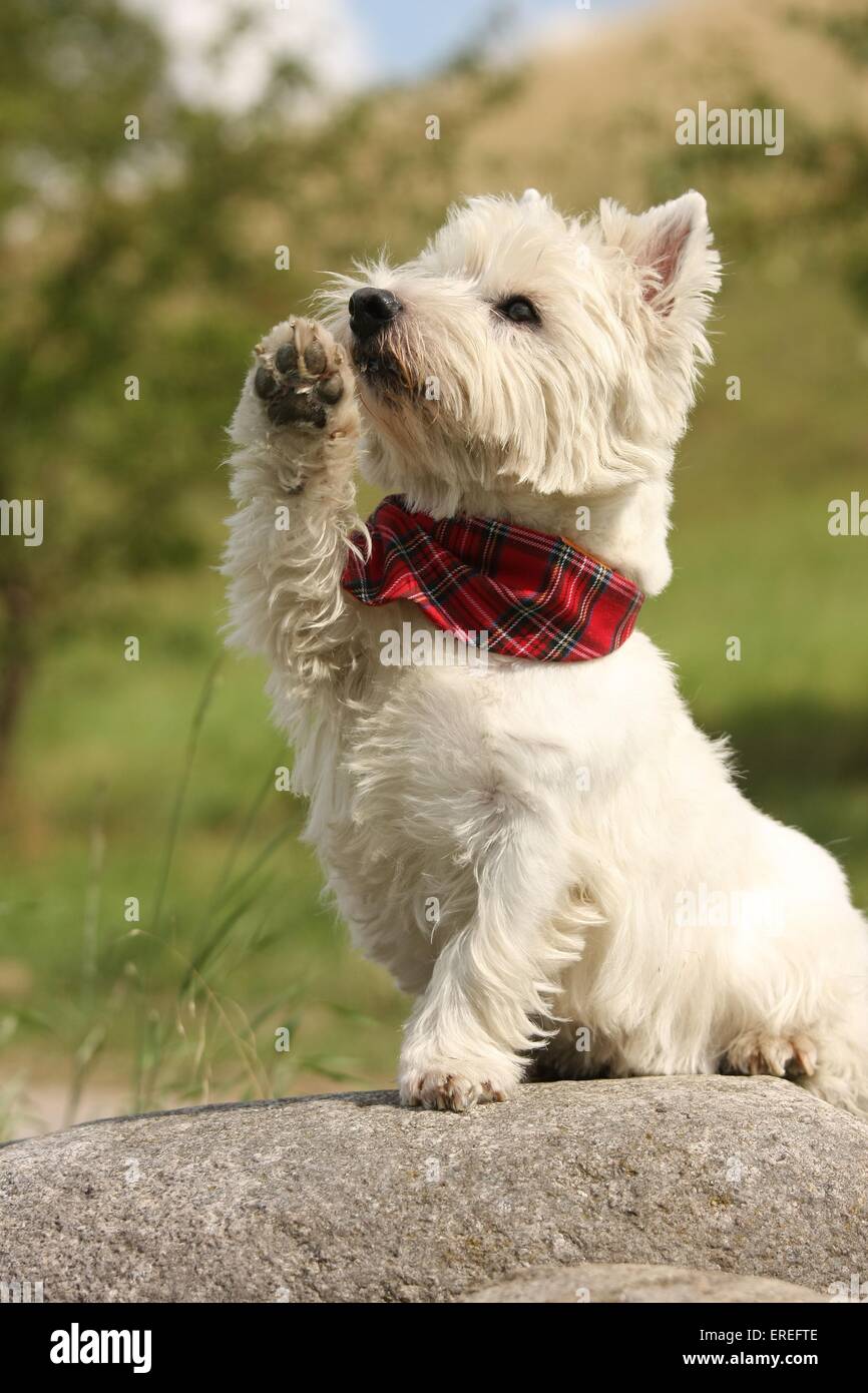 West Highland White Terrier paw donne Banque D'Images