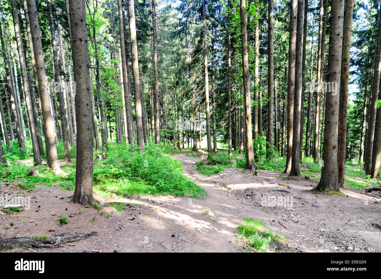 De grands arbres dans une forêt à l'Pléiades près de Montreux, Suisse Banque D'Images