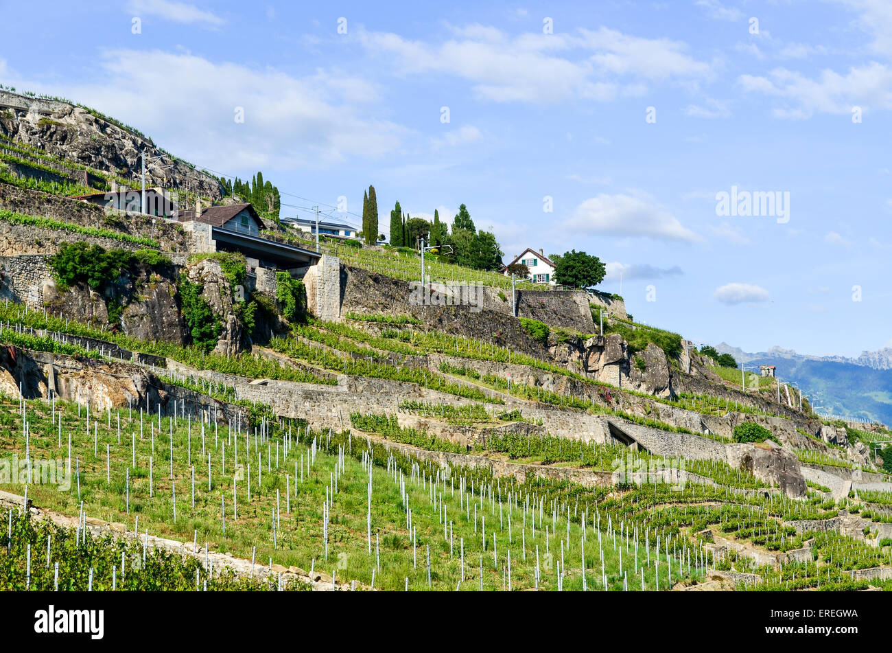 Vignobles de Lavaux, Suisse Banque D'Images