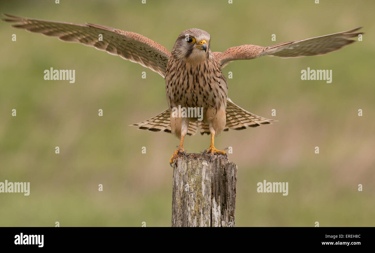 Kestrel femme prêt à décoller Banque D'Images