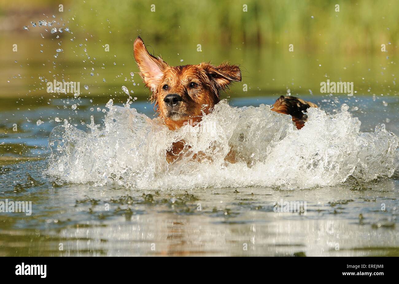 Splashing Golden-Retriever-Winterlore Banque D'Images