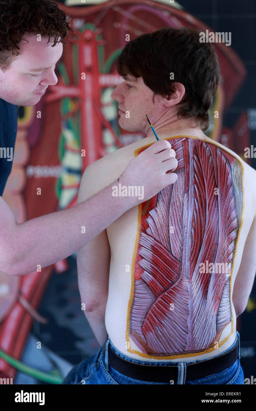 Edinburgh, Ecosse, Royaume-Uni. 2 juin, 2015. Les médecins et l'artiste se joignent à l'art de l'hôte et l'anatomie pour illustrer les merveilles du corps humain. Pose modèle artiste Danny Quirk. Credit : Pako Mera/Alamy Live News Banque D'Images