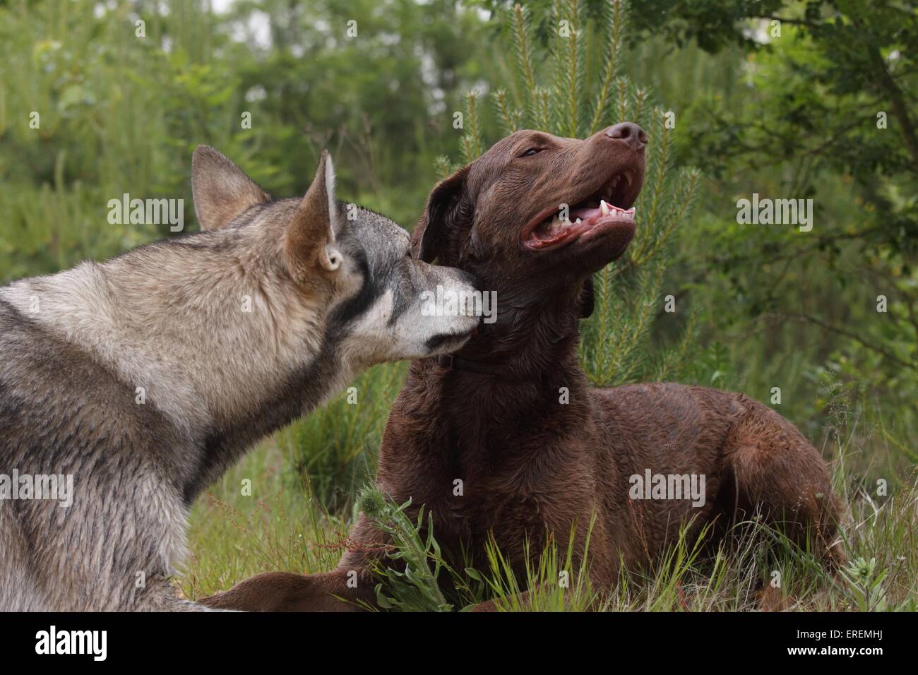 2 chiens Banque D'Images