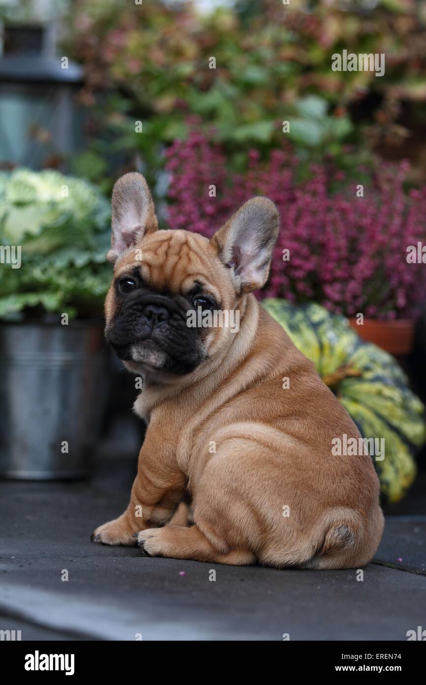 Chiot Bouledogue Français Banque D'Images