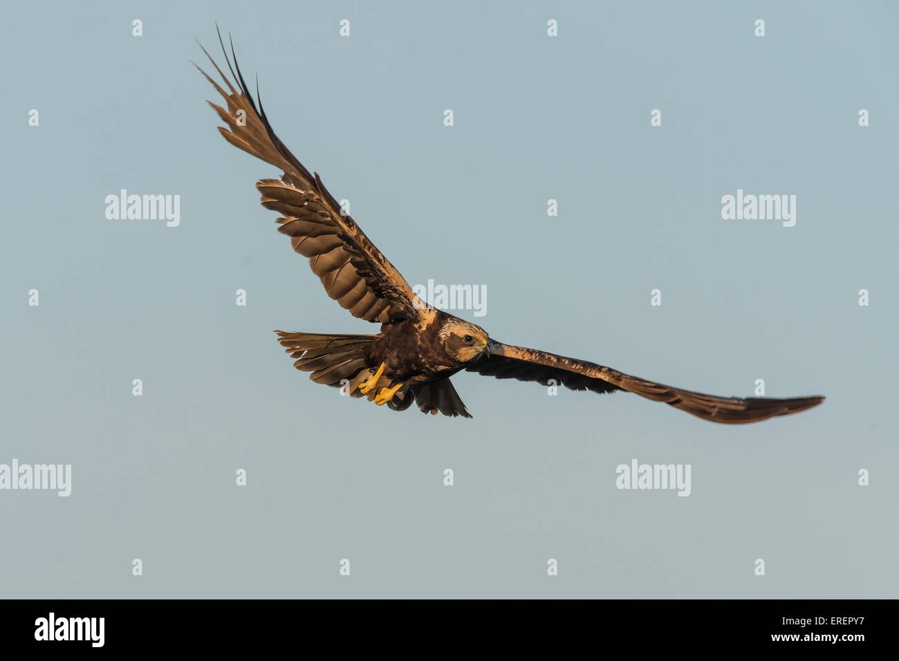 Eurasian marsh harrier Banque D'Images